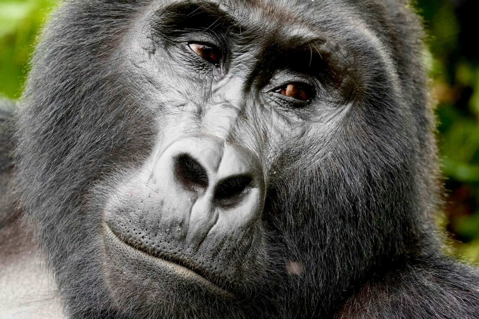 Bwindi Impenetrable National Park