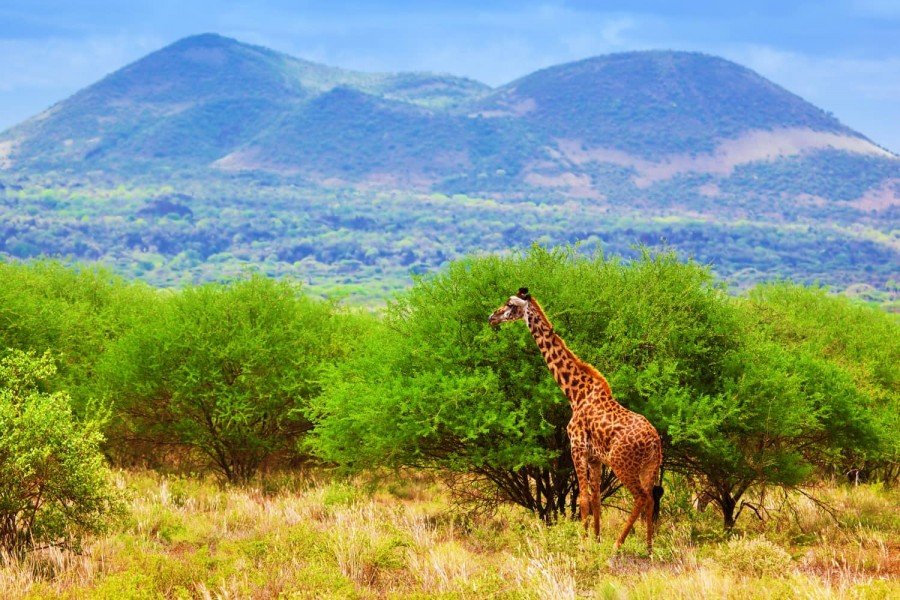 Tsavo West National Park