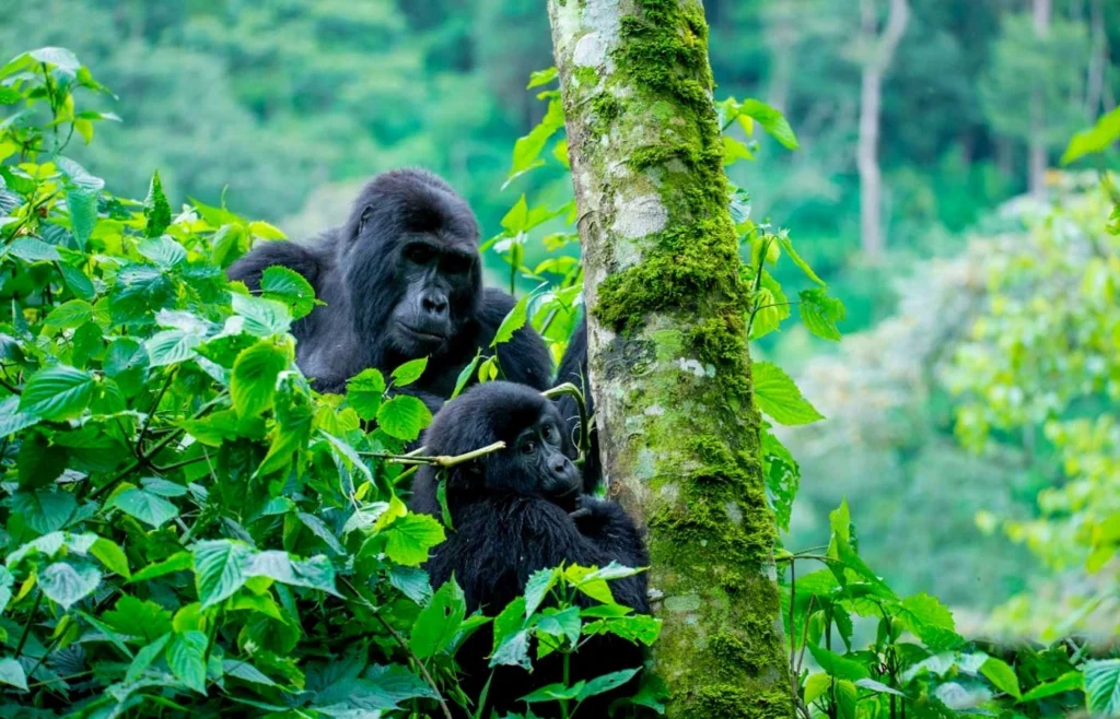uganda-rwanda-and-tanzania-safari-gorillas-and-migration