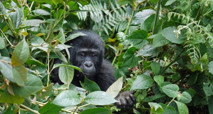 uganda-vs-rwanda-wildlife-safaris-key-differences-explained