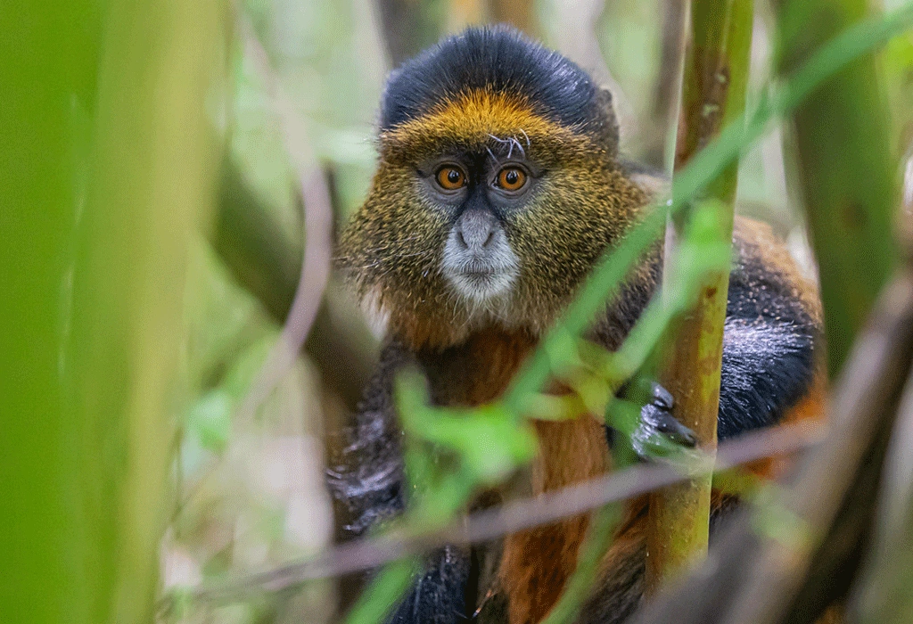 9 Days Uganda Chimps and Gorillas Safari