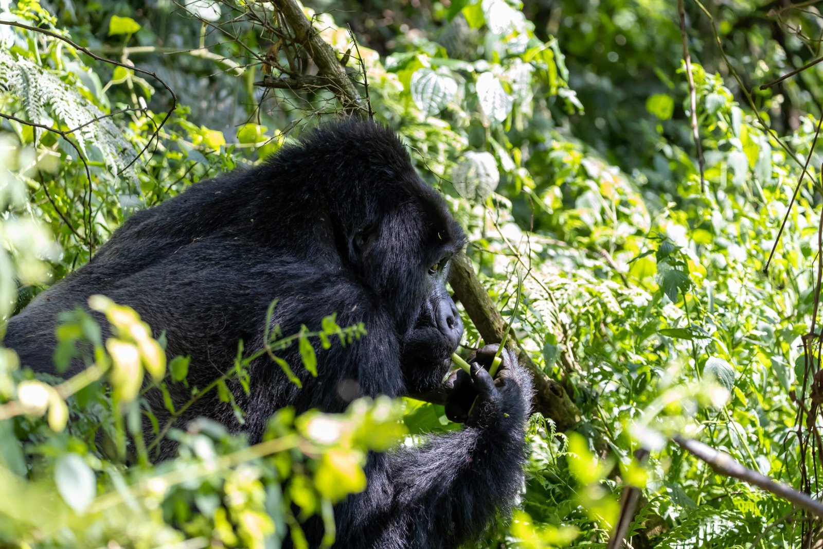 8 Days Uganda Rwanda Gorilla Safari