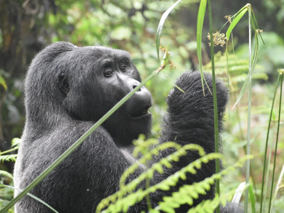 budget-gorilla-trekking-in-uganda-how-to-save-money