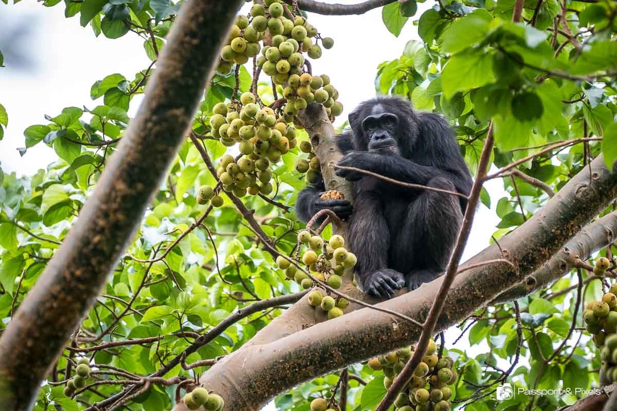 9 Days Uganda Chimps and Gorillas Safari