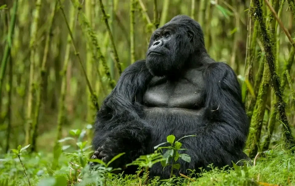 up-close-with-gorillas-a-life-changing-safari-experience