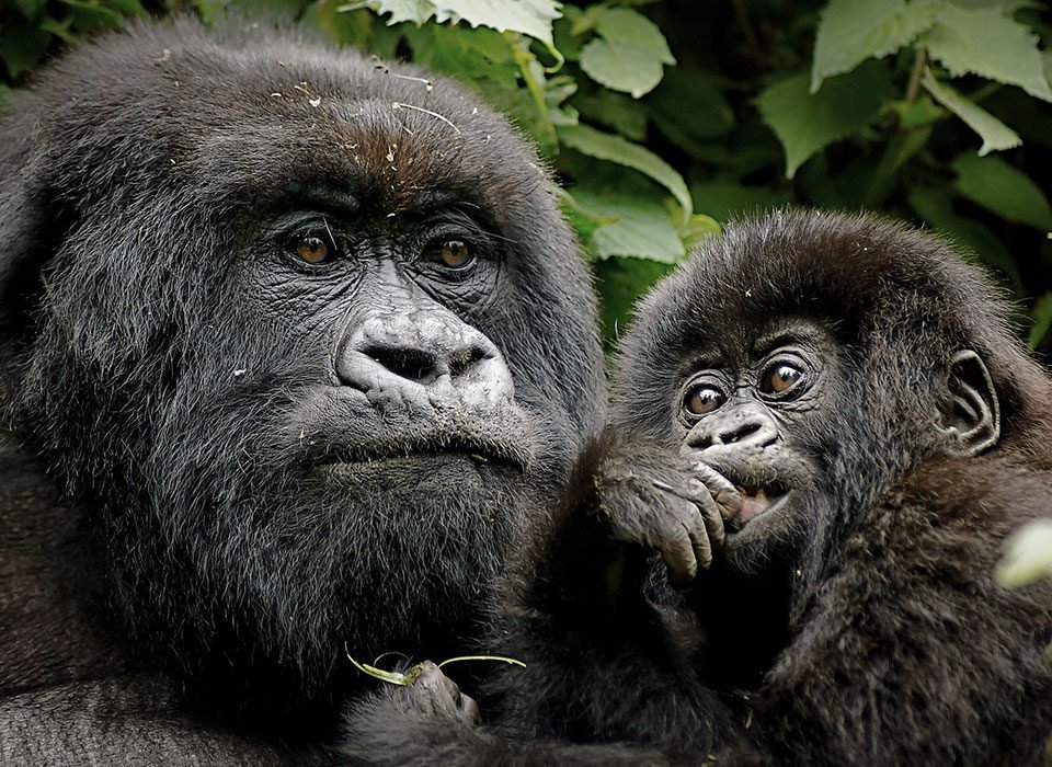 3-days-uganda-gorilla-habituation-tour-starting-from-kigali-rwanda