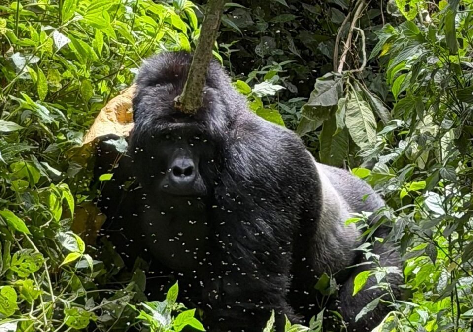 2-days-uganda-gorilla-habituation-from-rwanda