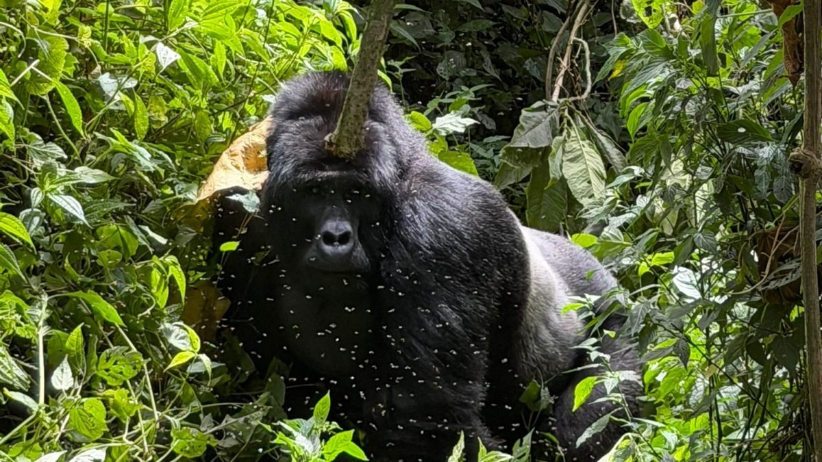 15 Days East Africa Grand Safari