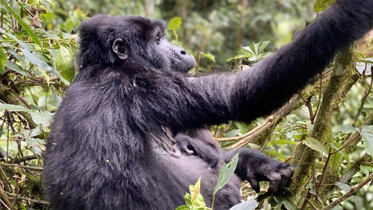 15 Days East Africa Grand Safari