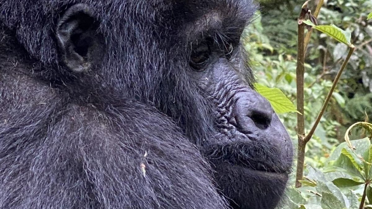 8 Days Uganda Rwanda Gorilla Safari