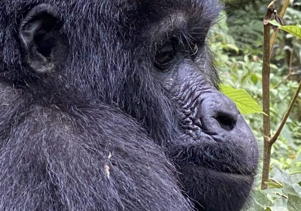 bwindi-vs-volcanoes-where-to-see-mountain-gorillas-in-africa