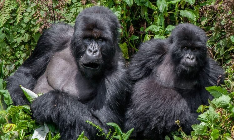 the-ultimate-guide-to-gorilla-safaris-in-uganda-and-rwanda