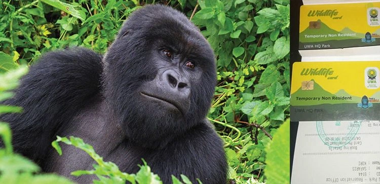 gorilla-trekking-permits-explained