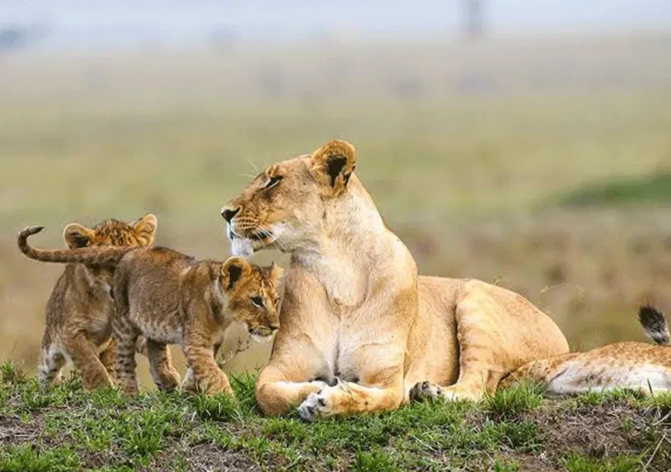 uganda-gorilla-trekking-and-wildlife-safari-the-perfect-combo