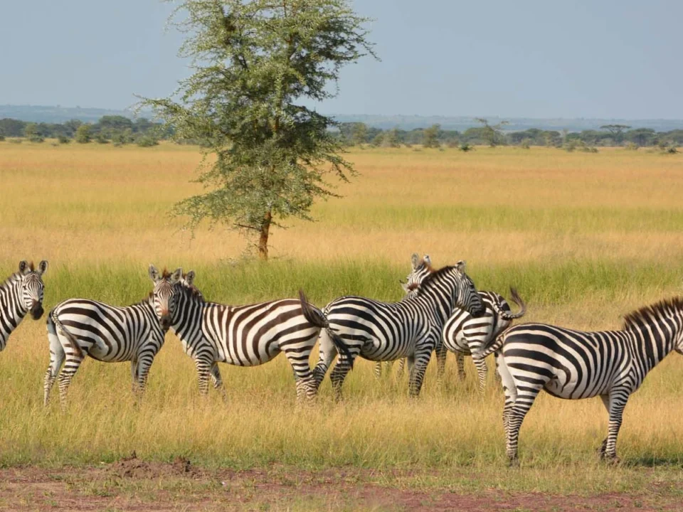 why-combine-gorilla-trekking-with-wildlife-safaris