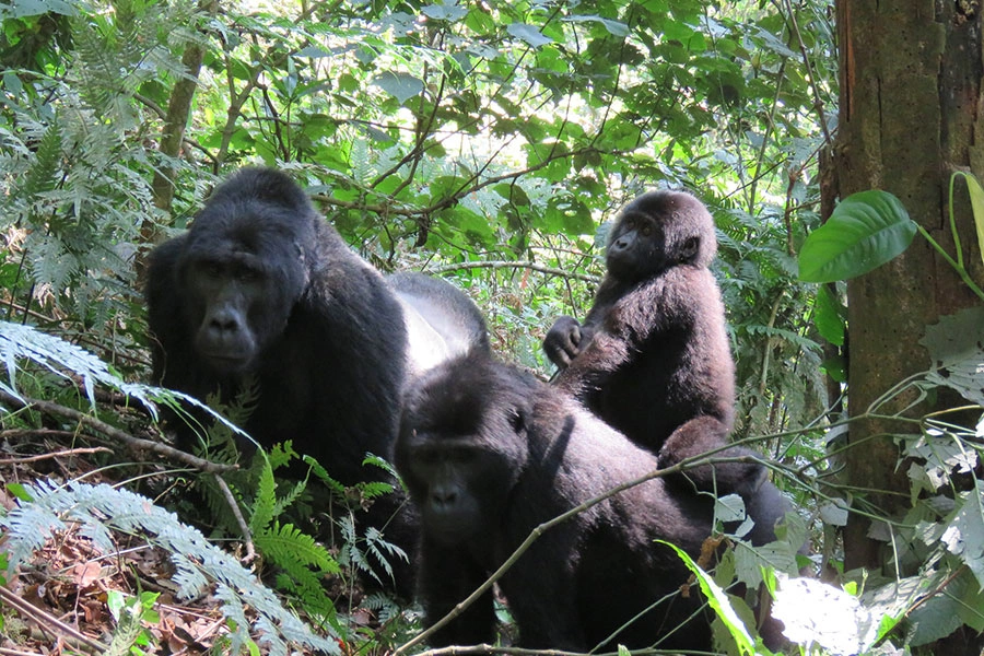 10 Days Uganda Wildlife and Gorilla Safari