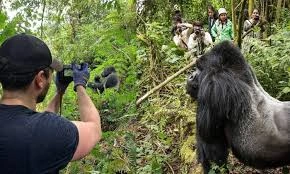 tips-for-photographing-gorillas-in-the-wild
