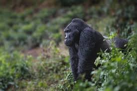 how-to-plan-a-gorilla-trekking-safari-in-uganda-and-rwanda