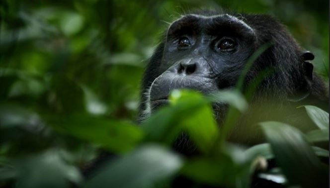 best-primate-safaris-in-east-africa