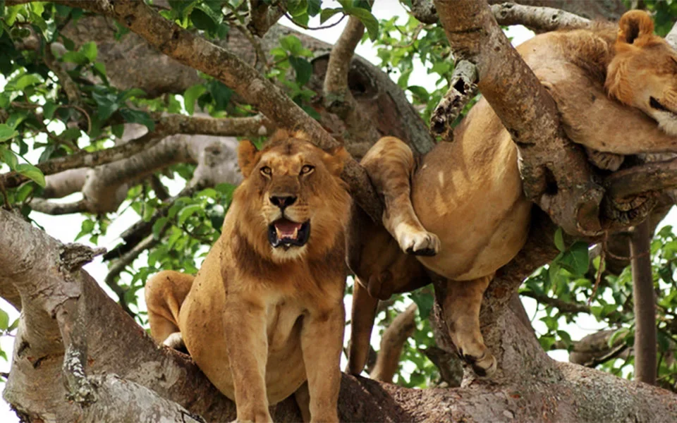 exploring-queen-elizabeth-national-park-ugandas-wildlife-gem