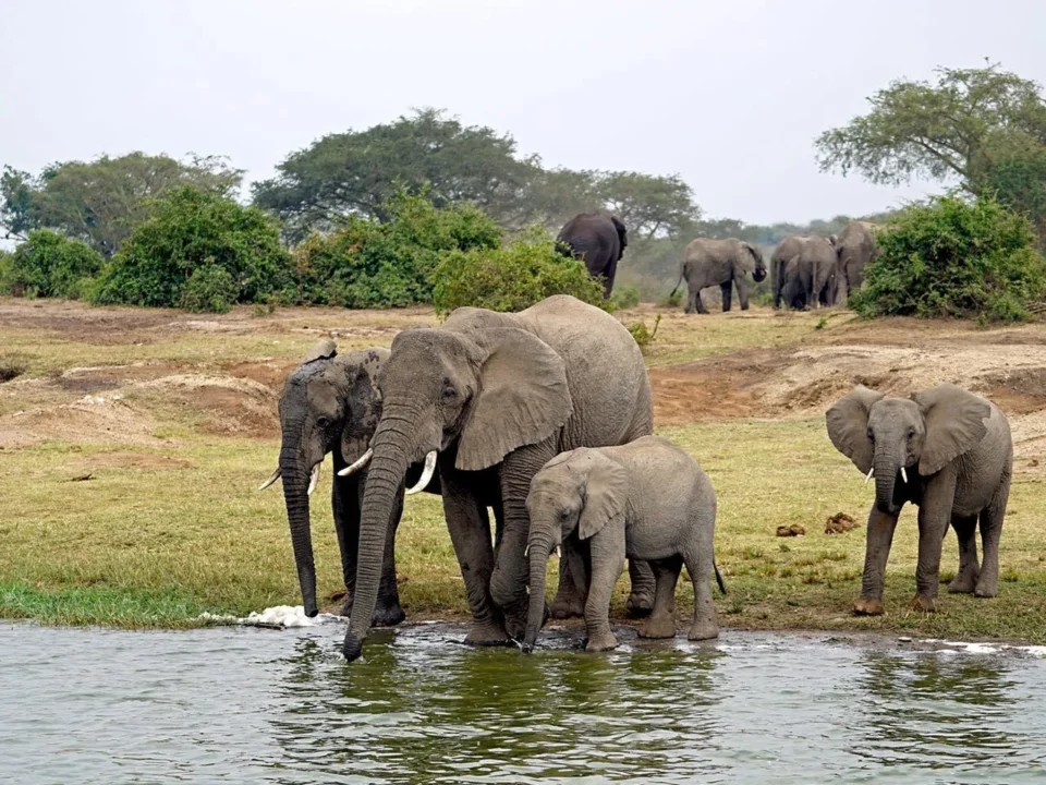 big-five-safaris-in-uganda-where-to-go-and-what-to-see