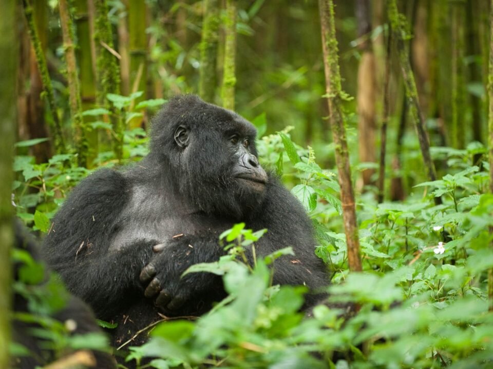 gorilla-trekking-in-uganda-vs-rwanda
