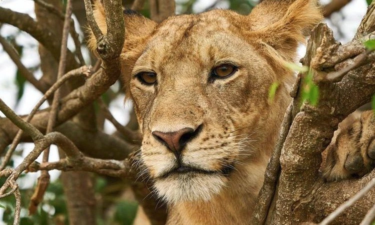 7-days-uganda-and-rwanda-safari-adventure-guide