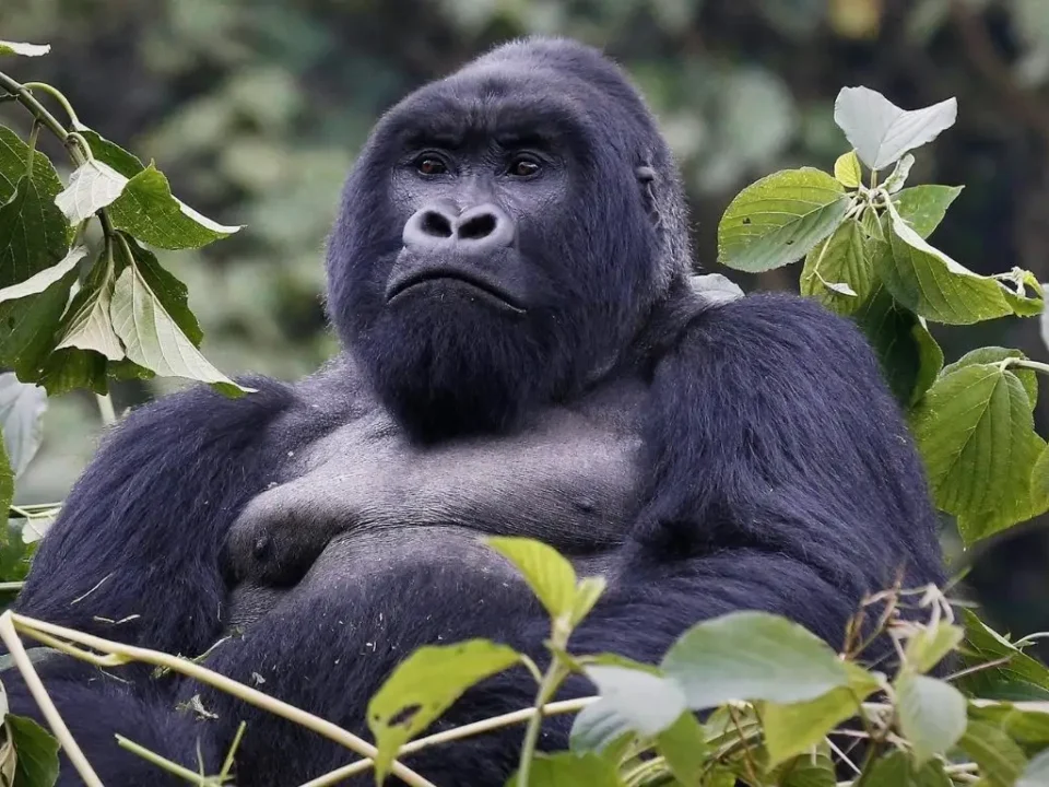 why-gorilla-trekking-should-be-on-your-bucket-list