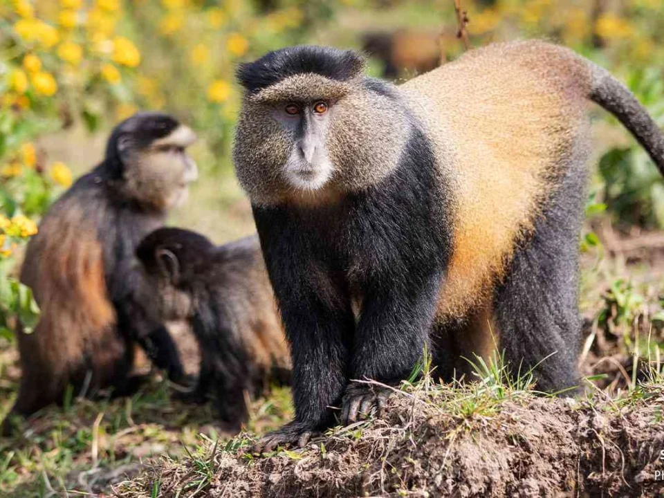 golden-monkey-tracking-in-rwanda