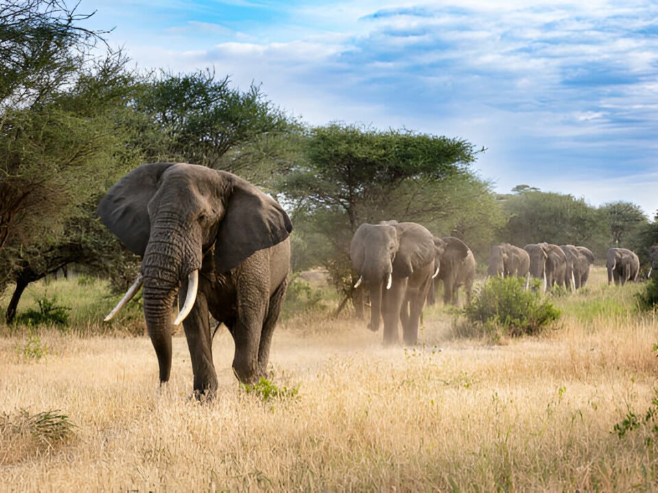 best-kenya-safari-packages-for-2026-2027