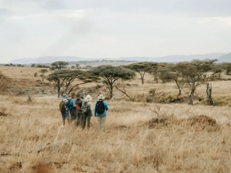 game-drives-vs-walking-safaris-in-uganda
