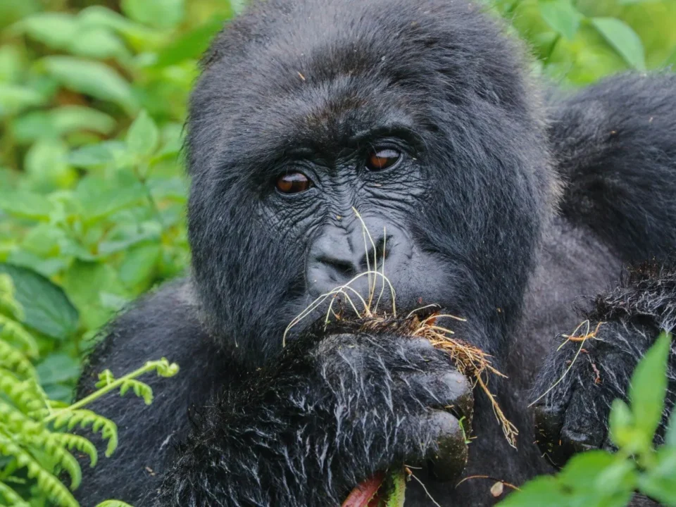 uganda-gorilla-trekking-and-kenya-beach-safari