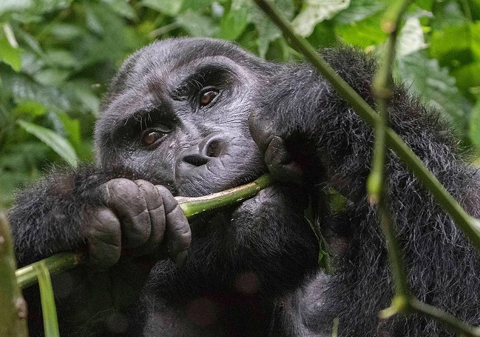 budget-gorilla-trekking-and-kenya-safari-packages