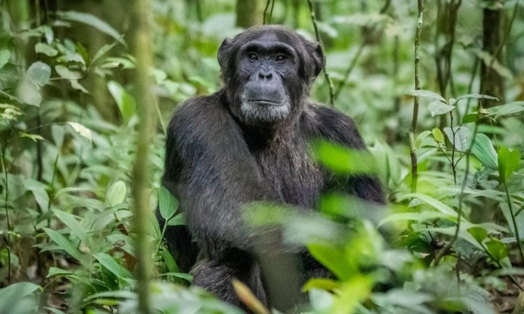 kibale-forest-chimpanzee-trekking
