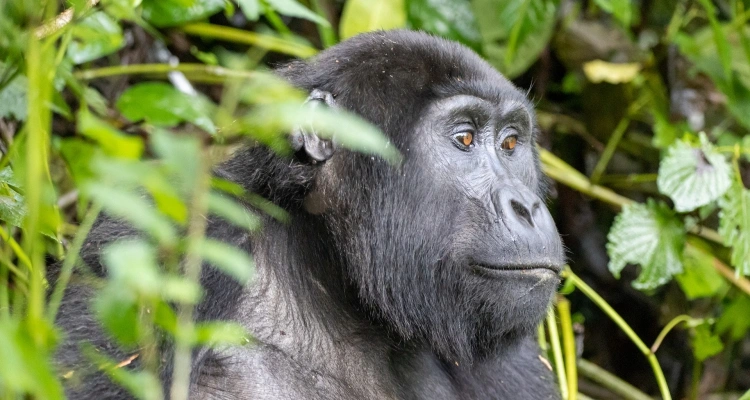 kigali-to-volcanoes-national-park-gorilla-trekking-safari