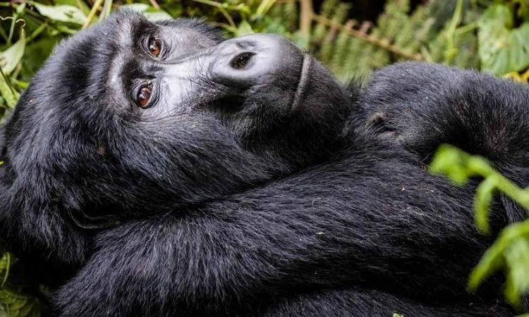 gorilla-habituation-experience-in-uganda