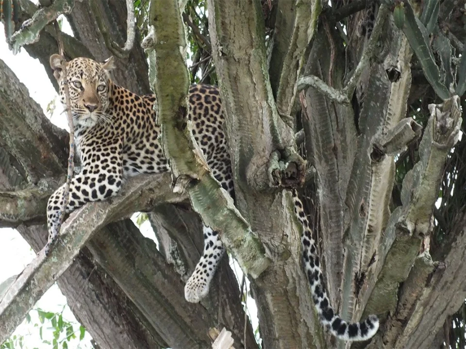 leopard-tracking-experiences-in-uganda