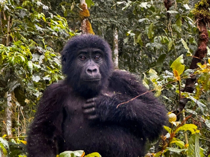combining-gorilla-trekking-with-wildlife-safari-in-rwanda