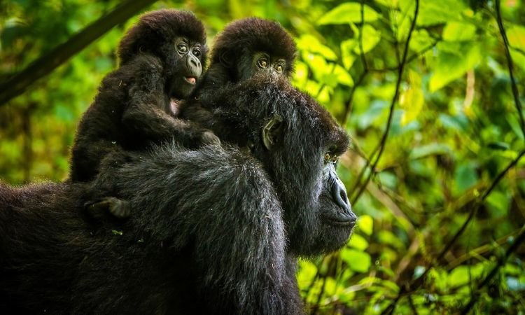 rwanda-wildlife-safaris-beyond-gorilla-trekking