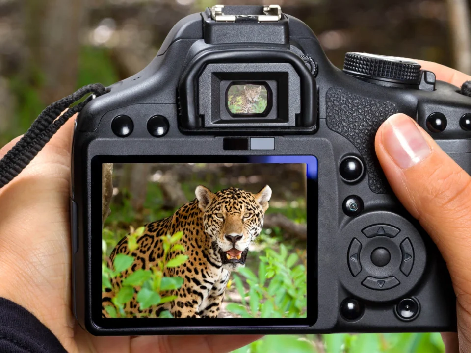 best-camera-gear-for-gorilla-trekking
