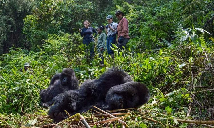 luxury-gorilla-trekking-safaris-in-rwanda