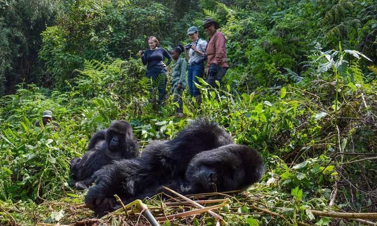 gorilla-trekking-in-uganda