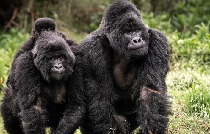 how-difficult-is-gorilla-trekking-in-uganda