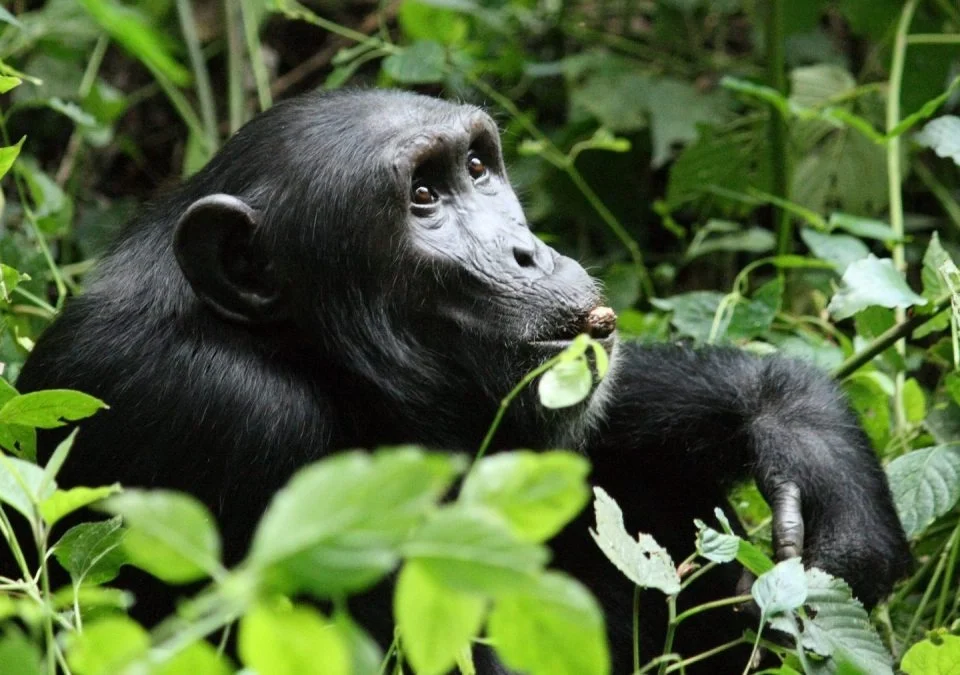 top-primates-found-in-uganda