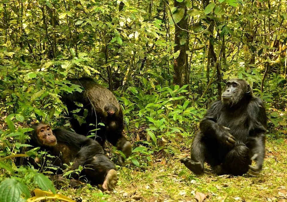 nyungwe-forest-chimpanzee-trekking-experiences