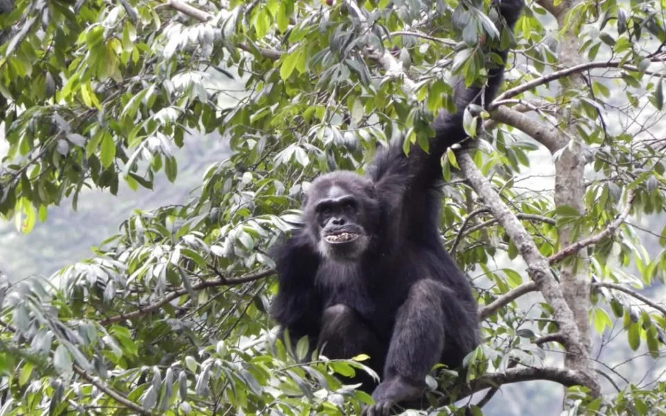 chimpanzee-trekking-rules-and-regulations-in-uganda