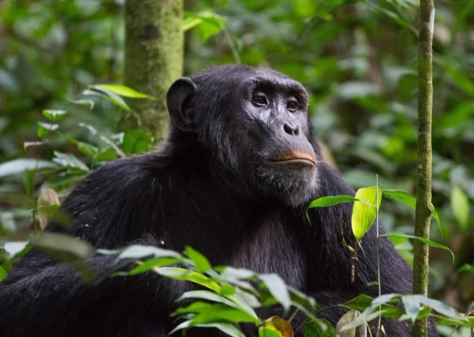 guide-to-chimpanzee-trekking-in-uganda