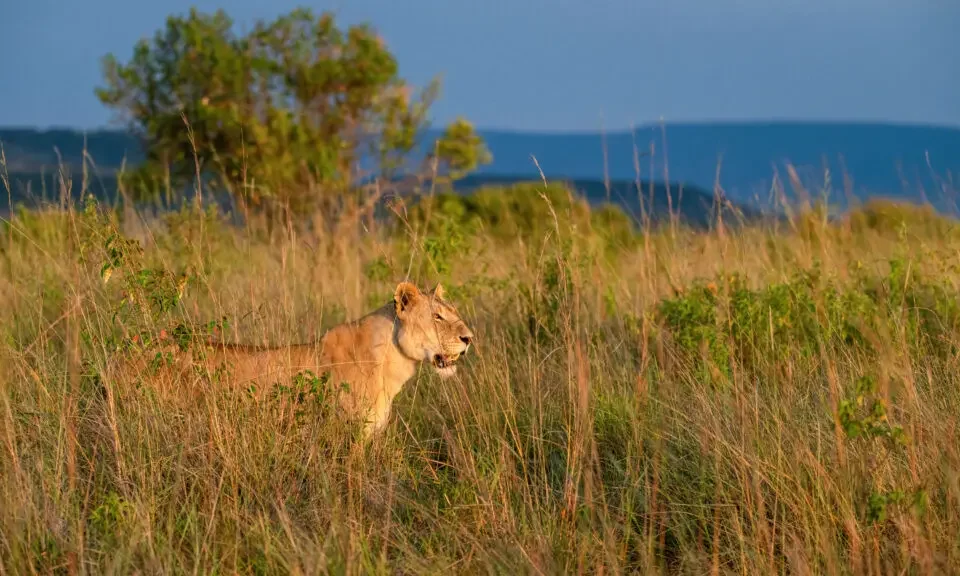 kenya-safari-vs-uganda-safari