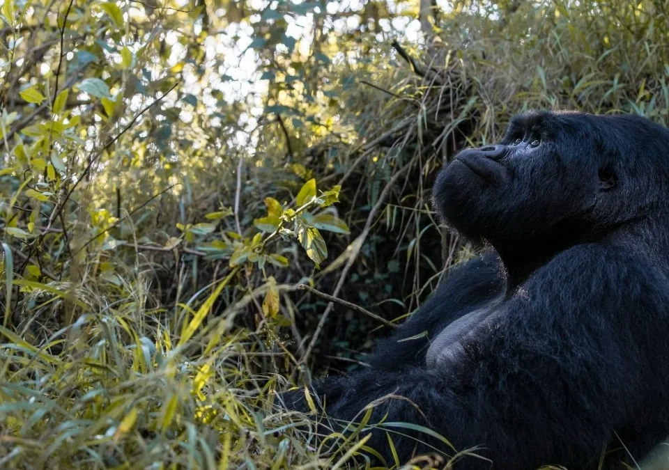 best-forests-for-primate-tracking-in-uganda