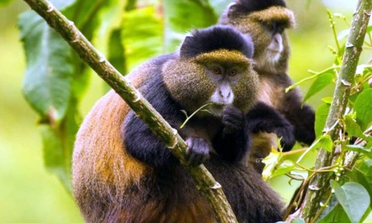 golden-monkey-trekking-in-uganda